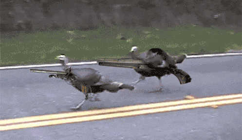 497_289gif 动态图 动图