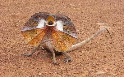 伞蜥蜴的伞状皮褶有吓退对手之用,也有其它方便作用,比如当伞蜥体温