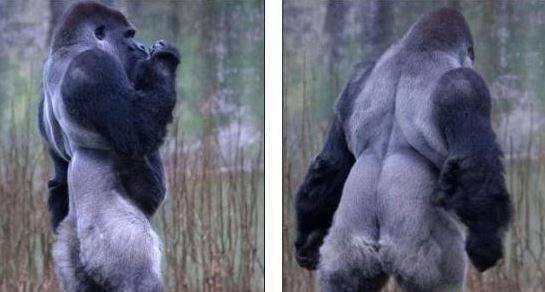 这只猩猩可以双脚站立行走瞬间红爆网络