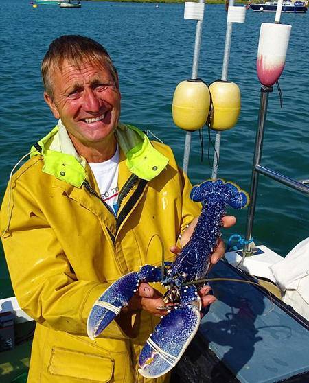 男子出海捕龙虾,意外抓到一只蓝色龙虾,专家鉴定后乐坏了