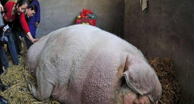 猪王的一生挺传奇的，数次面临被卖掉，但都被它“死里逃生” - 360娱乐，你开心就好