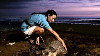 数十万海龟赴海滩产卵居民收集卖茶叶海龟蛋 360娱乐