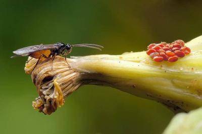 世界上最小最轻的昆虫体重仅0005毫克