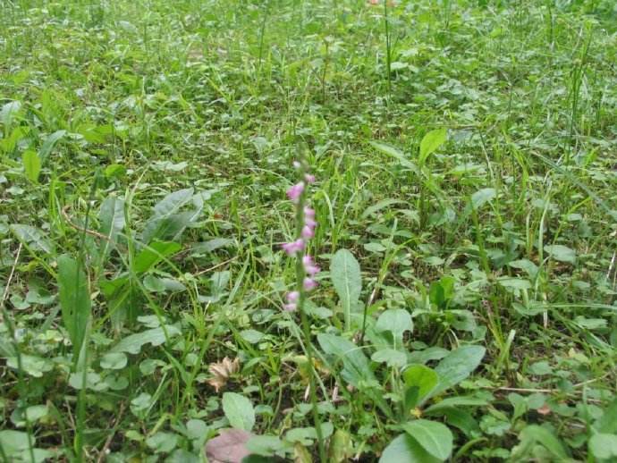 农村一种野草人称盘龙草如今数量稀少80一斤成稀罕货