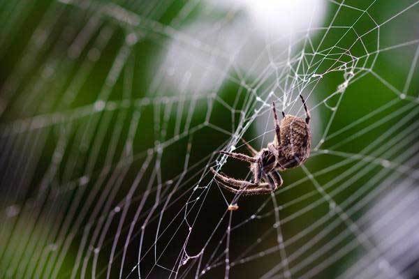 能"飞"的蜘蛛,瞬间可把腿变成翅膀!