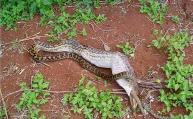 蛇是怎么吞食的 t01dc3e439515cbafa4.jpg