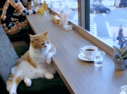 猫:虽然可以喝咖啡提神,但还是好困啊.