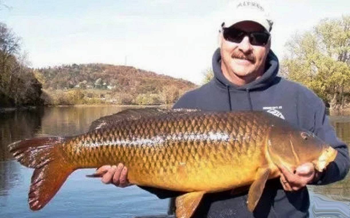 美国鲤鱼成灾已达天文数字中国人出手了