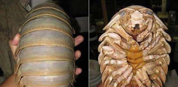 世界上绝食最长的动物——具足虫,绝食5年才死亡!
