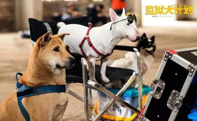 因为海报喜欢上这部电影 监狱犬计划 拯救狗狗也拯救自己 360娱乐