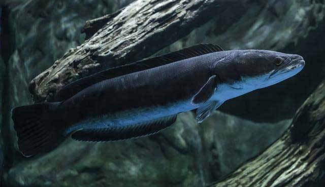 中国人美味美国人麻烦蛇头鱼