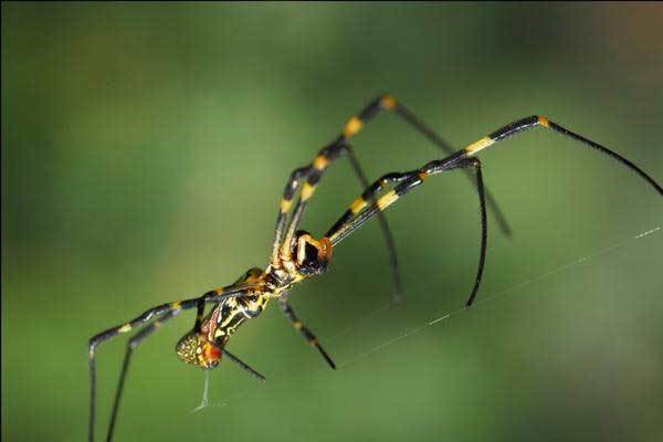 能"飞"的蜘蛛,瞬间可把腿变成翅膀!
