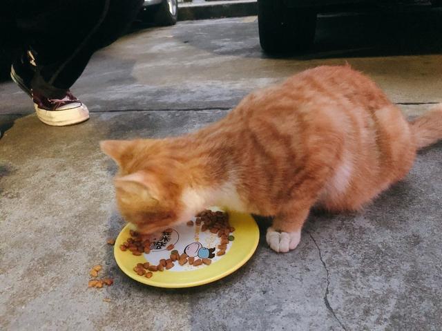 网友家的橘猫偷吃东西被骂离家出走窗外下起大雨猫咪反应笑疯