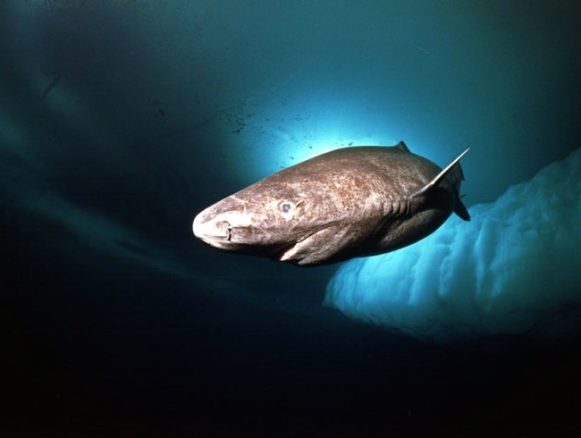 格陵兰睡鲨可以活到400岁的鲨鱼要等一个世纪才能有伴侣