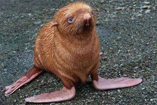 海狗因长得丑被抛弃四处躲藏不敢见人看着让人发酸