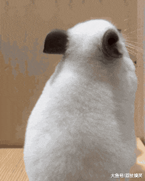 搞笑GIF: 并不想理你,给你个背影 - 360娱乐,你开心就好