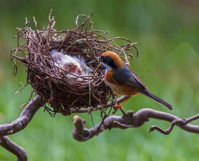 为什么鸟窝都是口朝上就不怕刚出生的鸟儿被雨淋吗长见识了